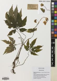 Type specimen at Edinburgh (E). : 20130701. Barcode: E00741783.