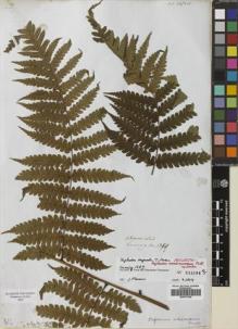 Type specimen at Edinburgh (E). Cuming, Hugh: 1389. Barcode: E00741790.