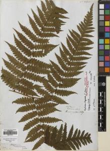 Type specimen at Edinburgh (E). Cuming, Hugh: 1389. Barcode: E00741791.
