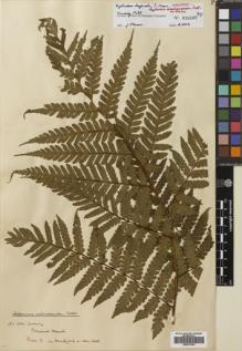 Type specimen at Edinburgh (E). Cuming, Hugh: 1389. Barcode: E00741792.
