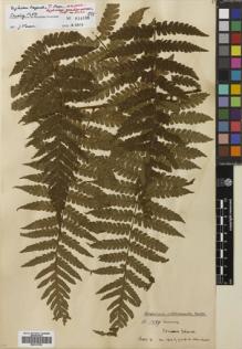 Type specimen at Edinburgh (E). Cuming, Hugh: 1389. Barcode: E00741793.