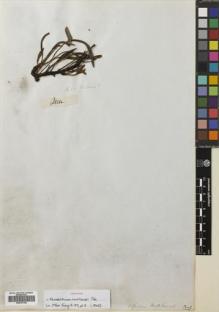 Type specimen at Edinburgh (E). Mathews, Andrew: 611. Barcode: E00741794.