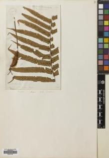 Type specimen at Edinburgh (E). Wallich, Nathaniel: 380. Barcode: E00741796.