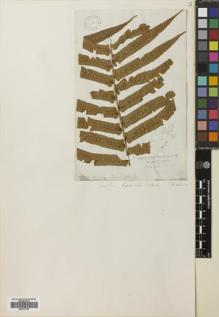 Type specimen at Edinburgh (E). Wallich, Nathaniel: 380. Barcode: E00741797.