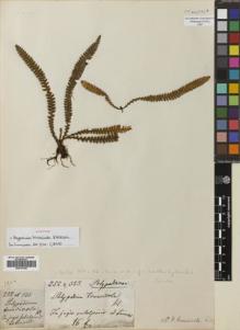 Type specimen at Edinburgh (E). Moritz, Johann: 252 & 333. Barcode: E00741798.