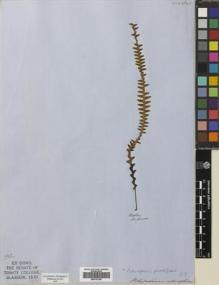 Type specimen at Edinburgh (E). Arnott: . Barcode: E00741799.