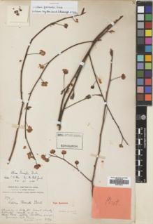 Type specimen at Edinburgh (E). Forrest, George: 374. Barcode: E00742034.