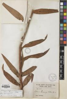 Type specimen at Edinburgh (E). Henry, Augustine: 4205. Barcode: E00742056.