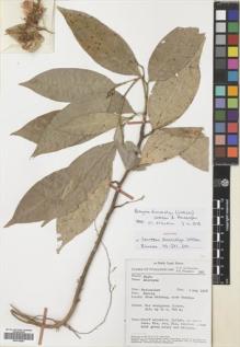 Type specimen at Edinburgh (E). Van Beusekom, C.F. & Phengkhlai, C.: 566. Barcode: E00742083.