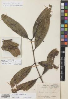 Type specimen at Edinburgh (E). Poilane, Eugene: 234. Barcode: E00742085.