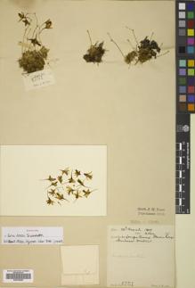 Type specimen at Edinburgh (E). Lace, John: 4751. Barcode: E00742926.