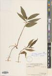 Cosmianthemum knoxiifolium — ảnh 3