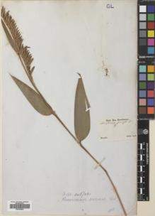 Type specimen at Edinburgh (E). Sellow, Friedrich: . Barcode: E00745694.