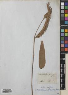 Type specimen at Edinburgh (E). Sellow, Friedrich: . Barcode: E00745695.