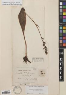 Type specimen at Edinburgh (E). Kingdon-Ward, Francis: 921. Barcode: E00745701.