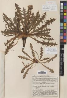 Type specimen at Edinburgh (E). Johnston, Henry: 4211. Barcode: E00746413.