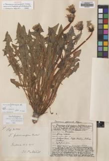 Type specimen at Edinburgh (E). Johnston, Henry: 3344. Barcode: E00746415.