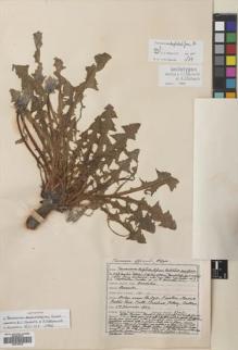 Type specimen at Edinburgh (E). Johnston, Henry: 3745. Barcode: E00746418.