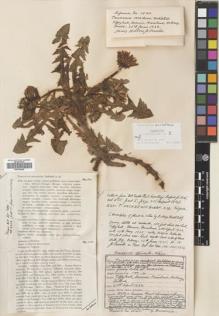 Type specimen at Edinburgh (E). Johnston, Henry: 1550. Barcode: E00746425.