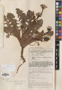 Type specimen at Edinburgh (E). Johnston, Henry: 2920. Barcode: E00746427.