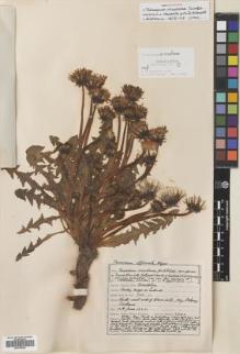 Type specimen at Edinburgh (E). Johnston, Henry: 2986. Barcode: E00746428.