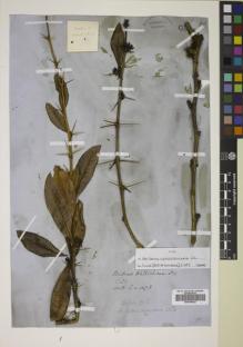 Type specimen at Edinburgh (E). Wallich, Nathaniel: 1478. Barcode: E00746432.