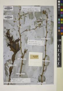 Type specimen at Edinburgh (E). Wallich, Nathaniel: 1474. Barcode: E00746434.