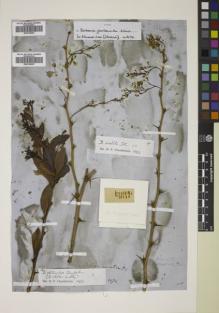 Type specimen at Edinburgh (E). Wallich, Nathaniel: 1474. Barcode: E00746435.