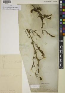 Type specimen at Edinburgh (E). Wallich, Nathaniel: 1474. Barcode: E00746437.