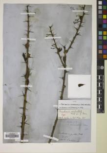 Type specimen at Edinburgh (E). Wallich, Nathaniel: 1475. Barcode: E00746439.