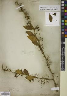 Type specimen at Edinburgh (E). Wallich, Nathaniel: 1477. Barcode: E00746440.