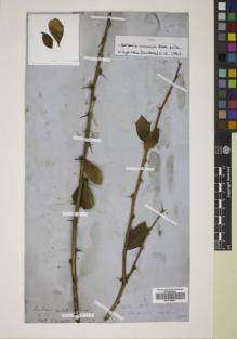 Type specimen at Edinburgh (E). Wallich, Nathaniel: 1477. Barcode: E00746441.