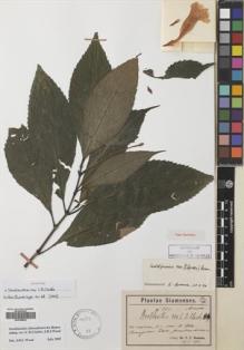 Type specimen at Edinburgh (E). Hosseus, Carl: 352. Barcode: E00749032.