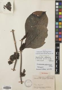 Type specimen at Edinburgh (E). Poilane, Eugene: 2165. Barcode: E00749038.