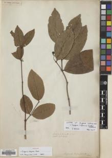 Type specimen at Edinburgh (E). Wallich, Nathaniel: 3605. Barcode: E00749040.
