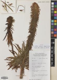 Type specimen at Edinburgh (E). Argent, George; Reynoso, Ernesto: 8998. Barcode: E00749041.