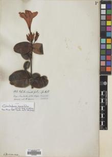 Type specimen at Edinburgh (E). Spruce, Richard: 5136. Barcode: E00749042.