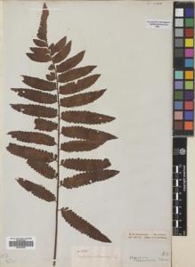 Type specimen at Edinburgh (E). Schomburgk, Robert: 135. Barcode: E00749367.