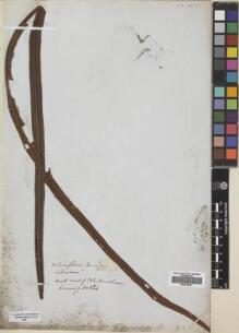 Type specimen at Edinburgh (E). Cuming, Hugh: 1124. Barcode: E00749407.