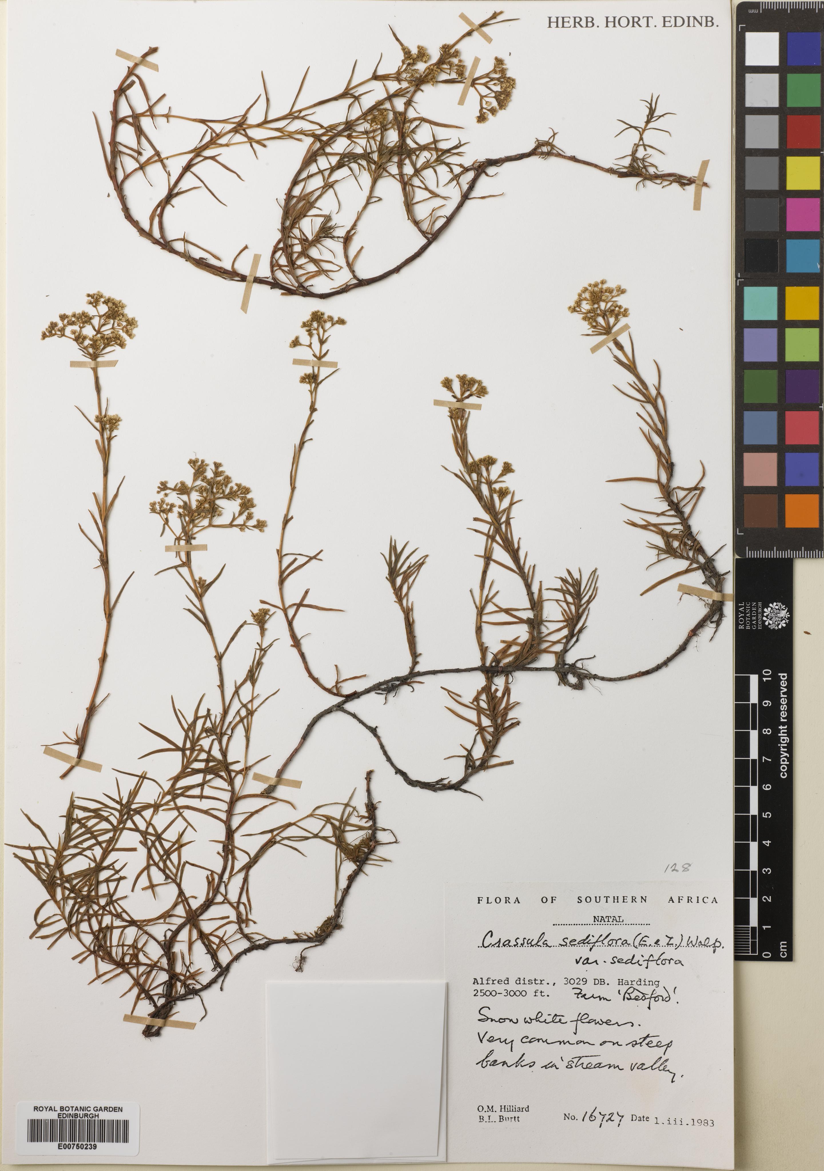 Crassula sediflora