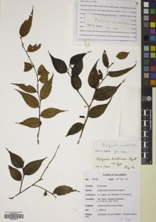 Type specimen at Edinburgh (E). Argent, George; Mendum, Mary; Hendrian, Sofyan: 189. Barcode: E00752073.