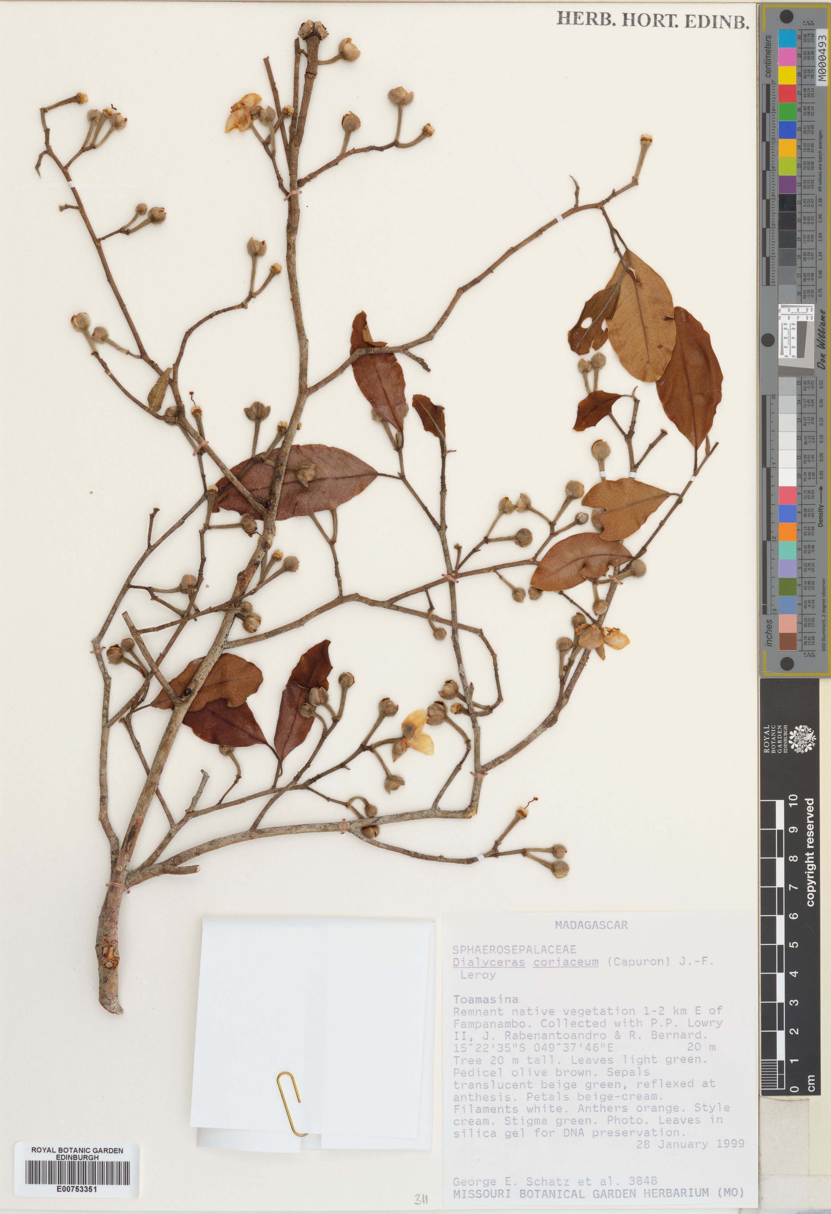 Dialyceras coriaceum photograph 3