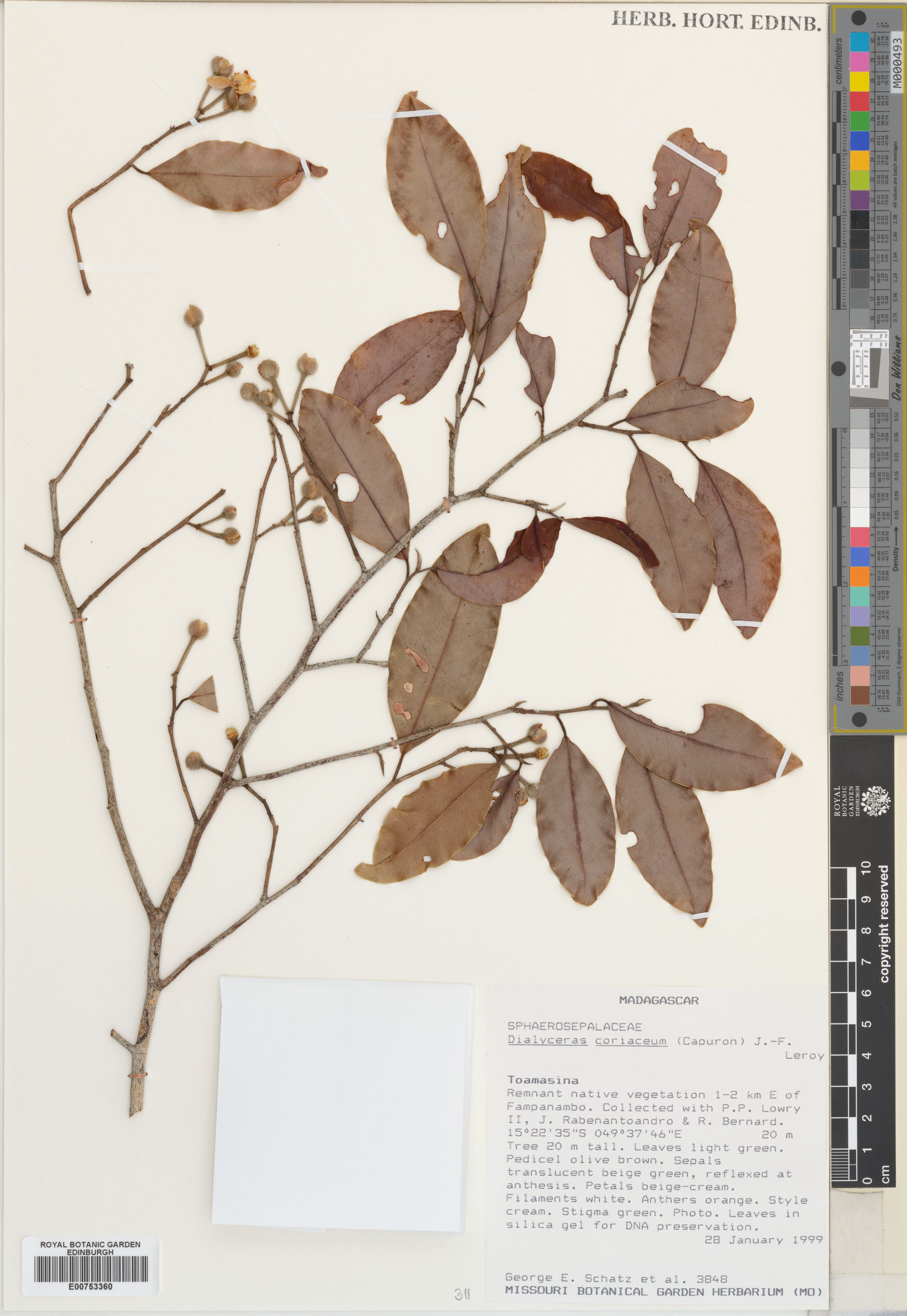 Dialyceras coriaceum photograph 2