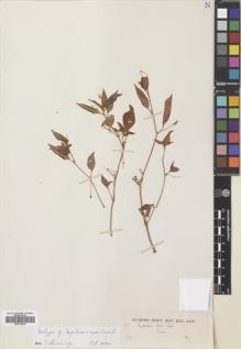 Type specimen at Edinburgh (E). Nai Noe Israngkura: 128. Barcode: E00753930.