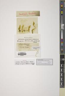 Type specimen at Edinburgh (E). : . Barcode: E00756906.