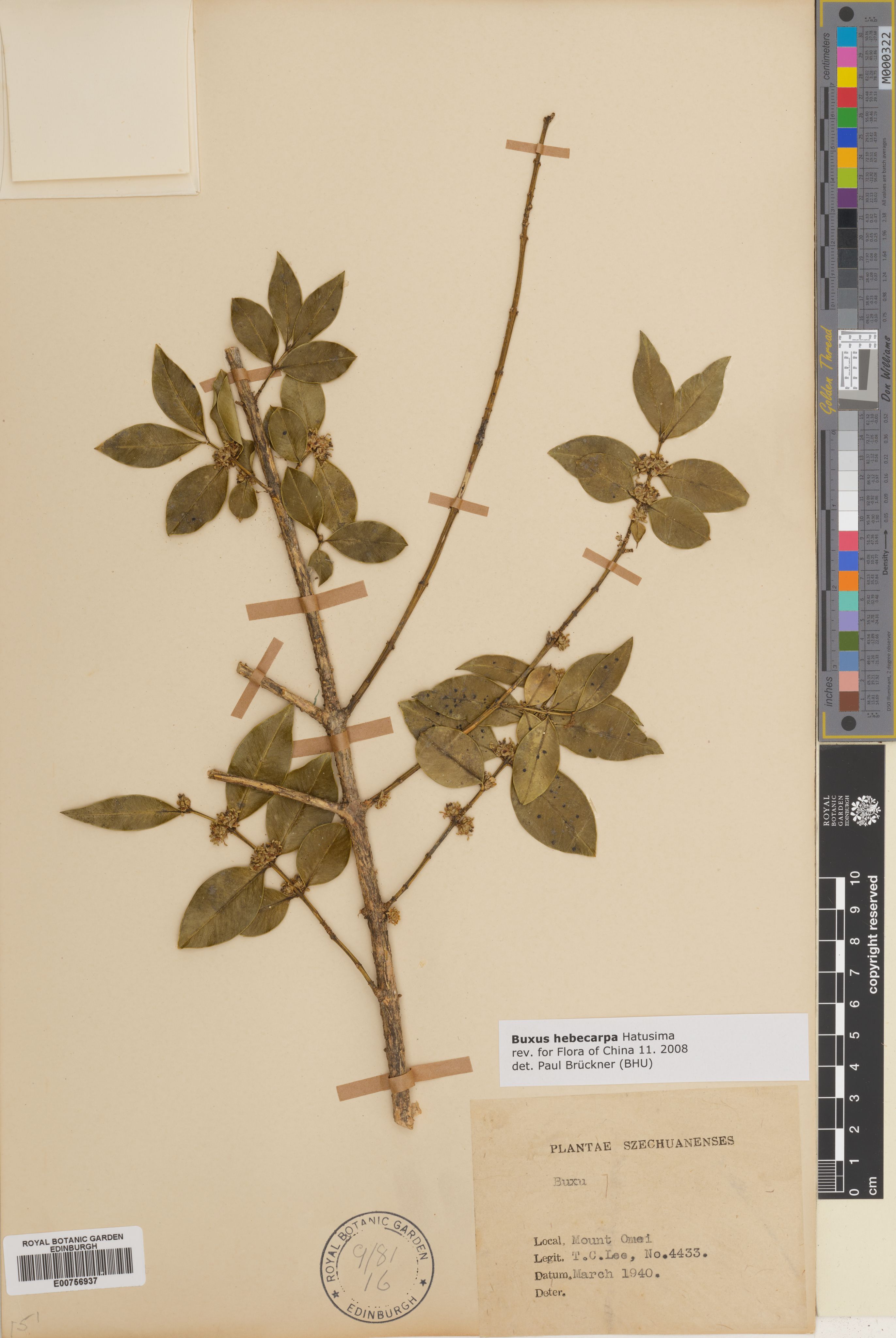 Buxus hebecarpa