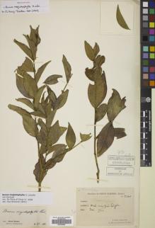 Type specimen at Edinburgh (E). Esquirol, Joseph: 2560. Barcode: E00756965.