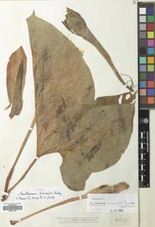 Type specimen at Edinburgh (E). Smith, Herbert: 2475. Barcode: E00757135.