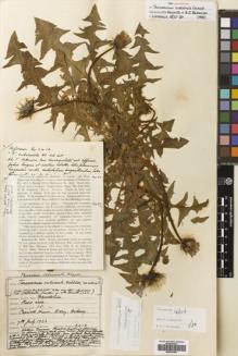 Type specimen at Edinburgh (E). Johnston, Henry: 2412. Barcode: E00757860.