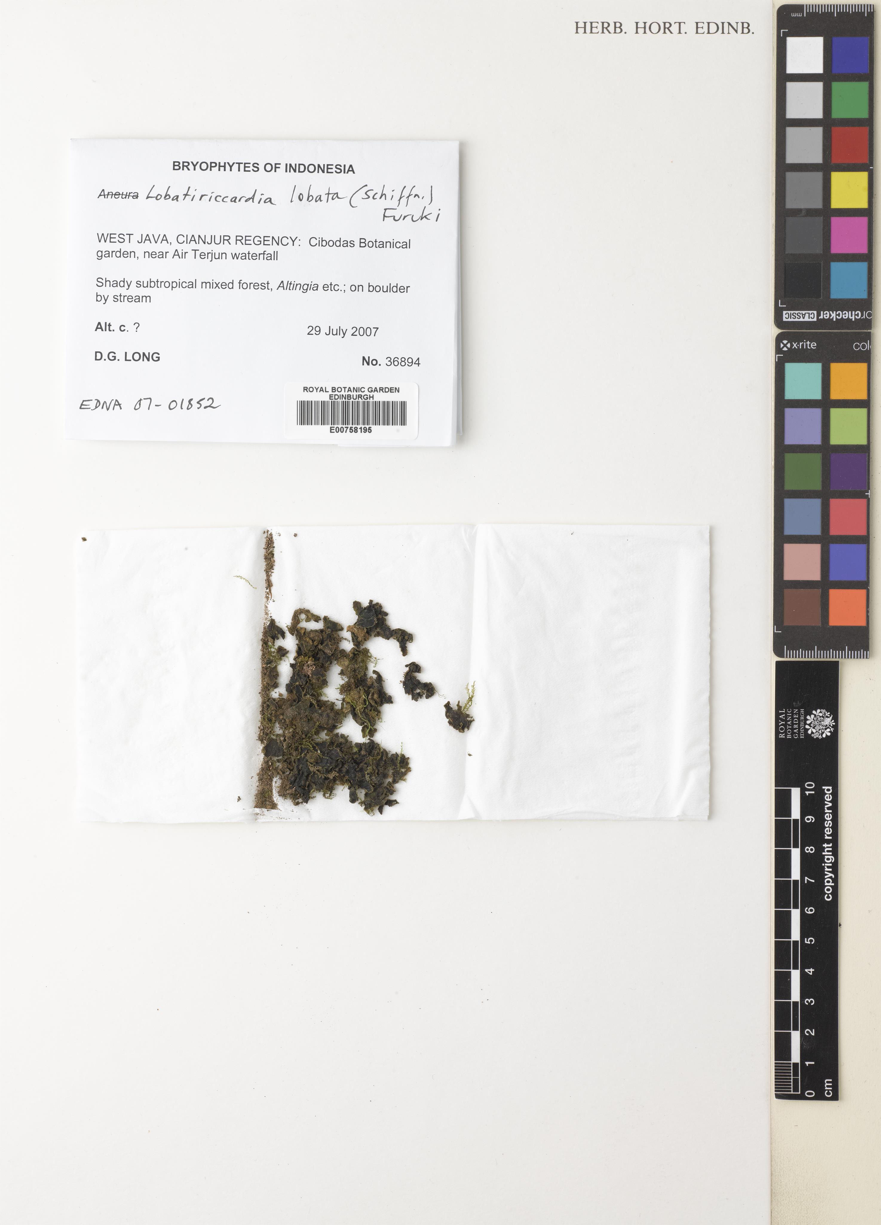 Lobatiriccardia coronopus (Lobatiriccardia coronopus)